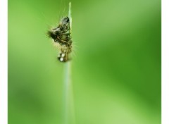 Fonds d'cran Animaux Aller plus haut