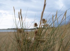 Wallpapers Nature Fleurs de dunes