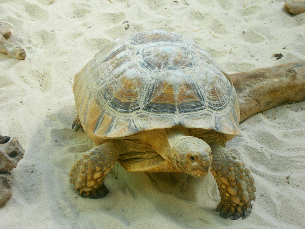 Wallpapers Animals Turtles Tortue terrestre au parc Phoenix (Nice)