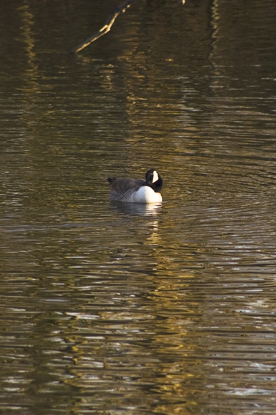 Fonds d'cran Animaux Oiseaux - Canards Canard qui se lave