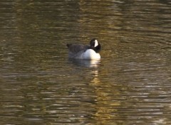 Fonds d'cran Animaux Canard qui se lave