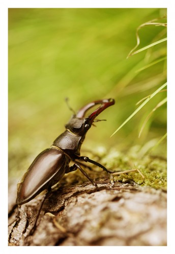 Fonds d'cran Animaux Insectes - Lucanes Lucane cerf volant