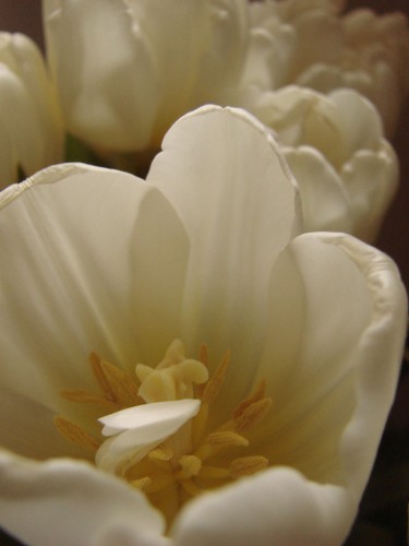 Wallpapers Nature Flowers tulipes blanches