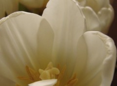 Fonds d'cran Nature tulipes blanches