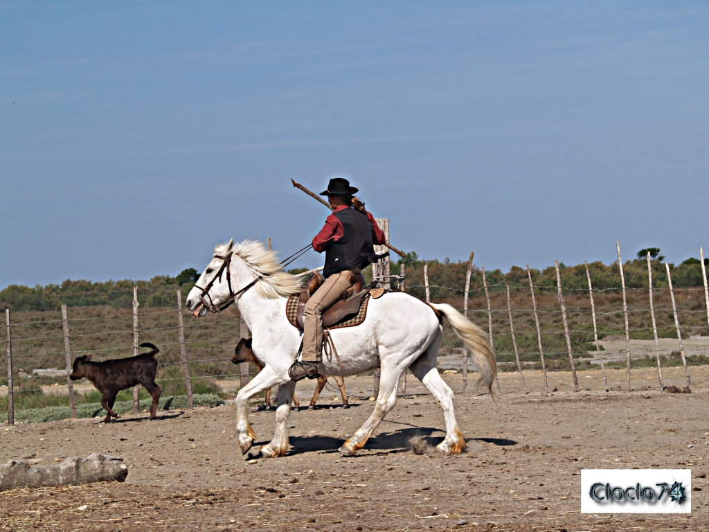 Wallpapers Animals Horses la camargue