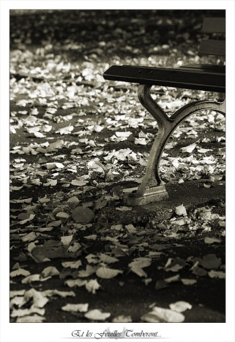 Fonds d'cran Nature Feuilles - Feuillages Et les feuilles tomberont...