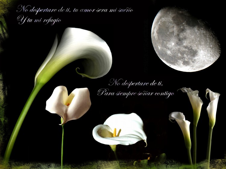 Wallpapers Nature Flowers moon light