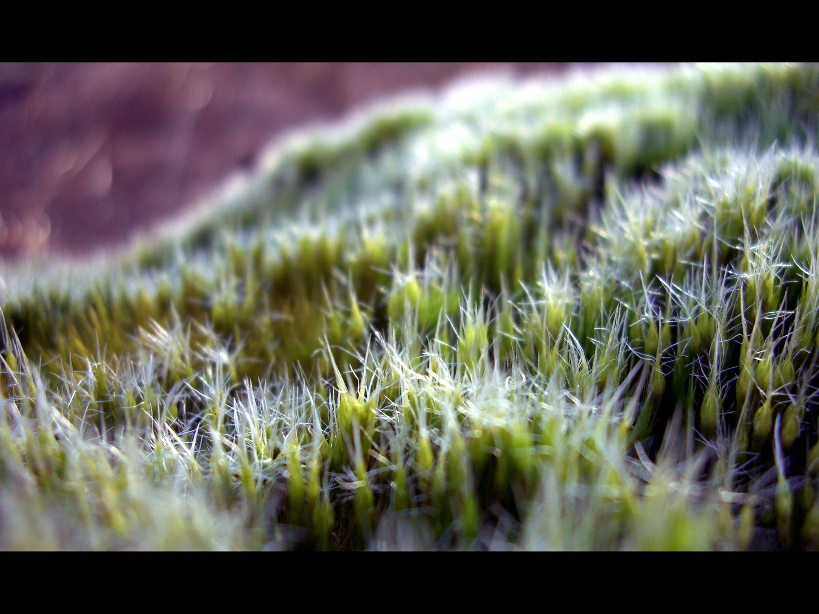 Wallpapers Nature Moss - Lichens Colline verdoyante