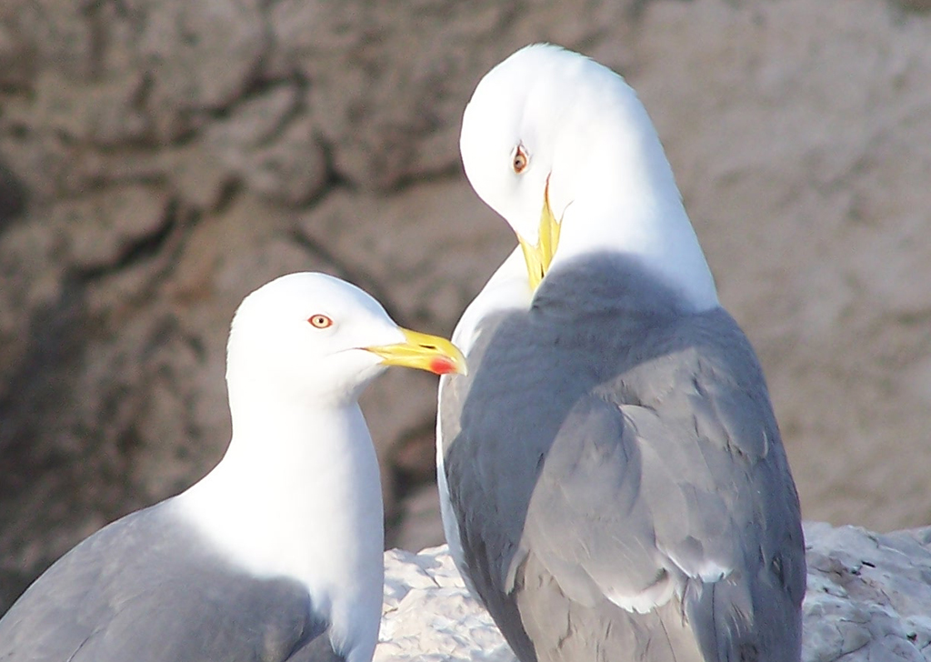 Fonds d'cran Animaux Oiseaux - Mouettes et Golands 