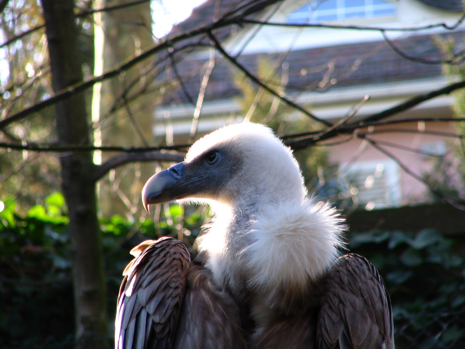 Fonds d'cran Animaux Oiseaux - Vautours AU ZOO DE MULHOUSE