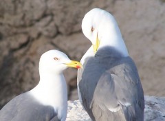 Fonds d'cran Animaux Image sans titre N164865