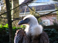 Fonds d'cran Animaux AU ZOO DE MULHOUSE