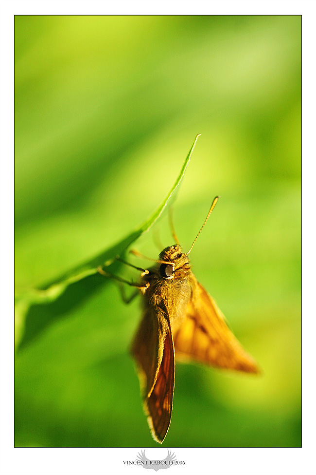 Fonds d'cran Animaux Insectes - Papillons lgret