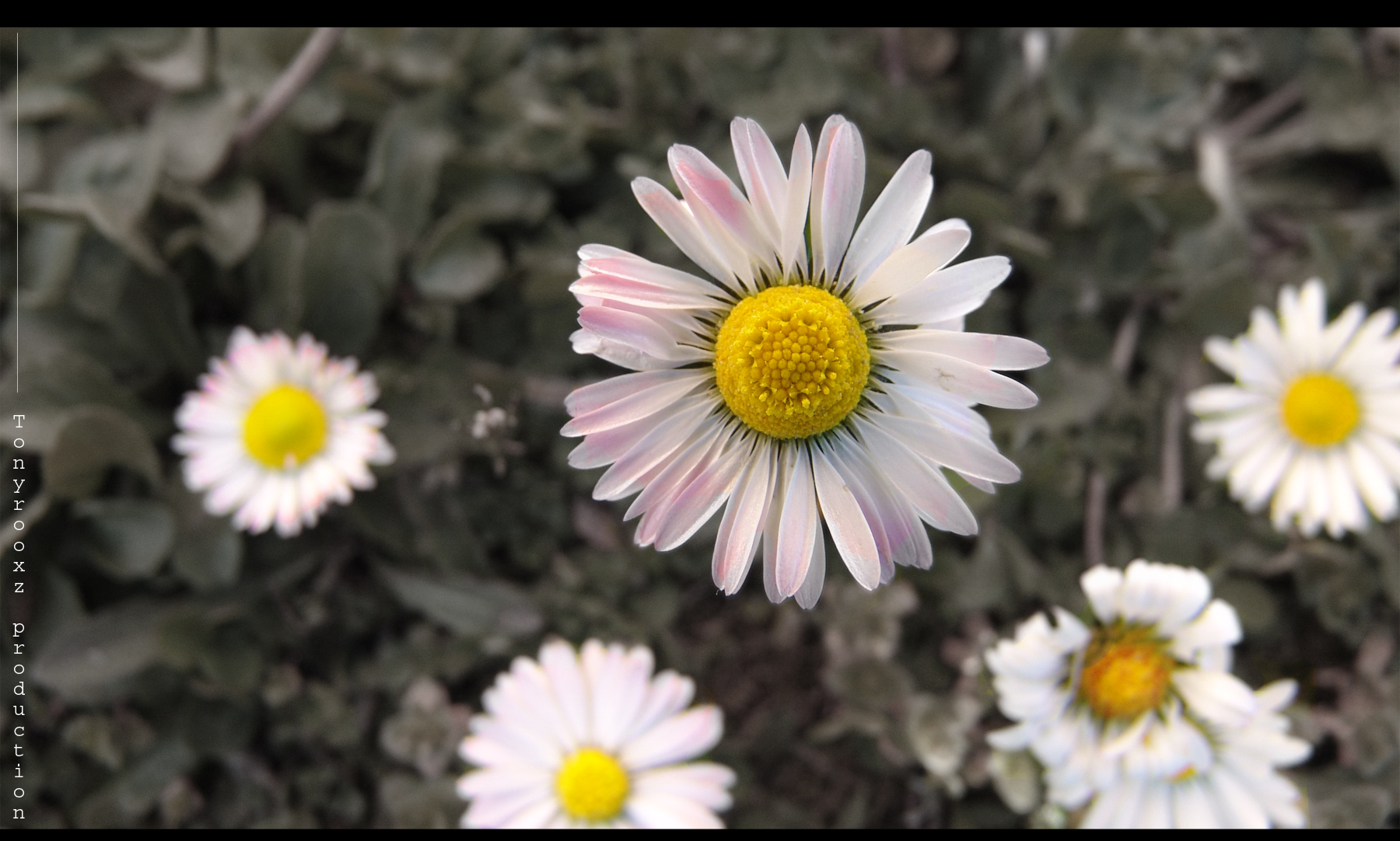 Wallpapers Nature Flowers Bonjour printemps...