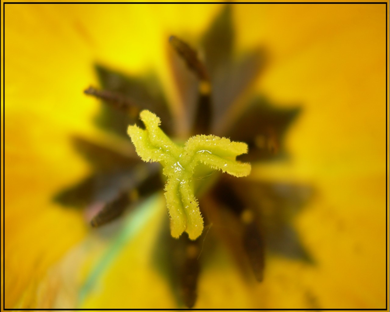 Fonds d'cran Nature Fleurs ...au plus prs