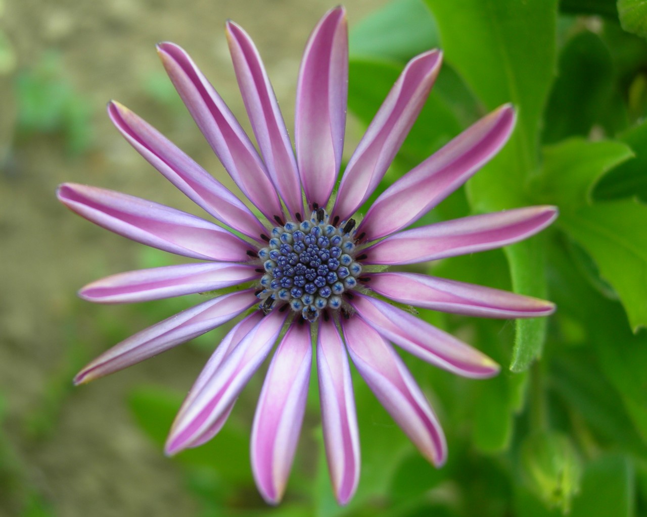 Fonds d'cran Nature Fleurs 