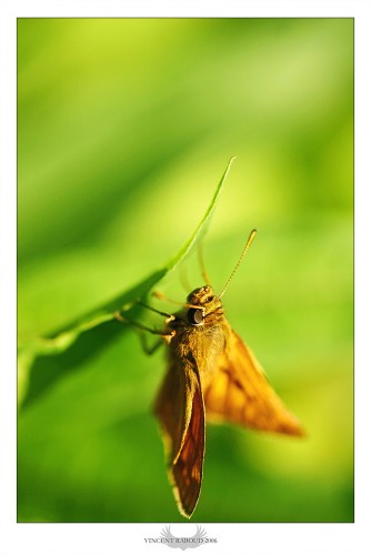 Fonds d'cran Animaux Insectes - Papillons lgret