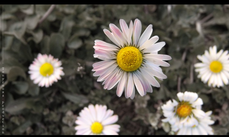 Fonds d'cran Nature Fleurs Bonjour printemps...