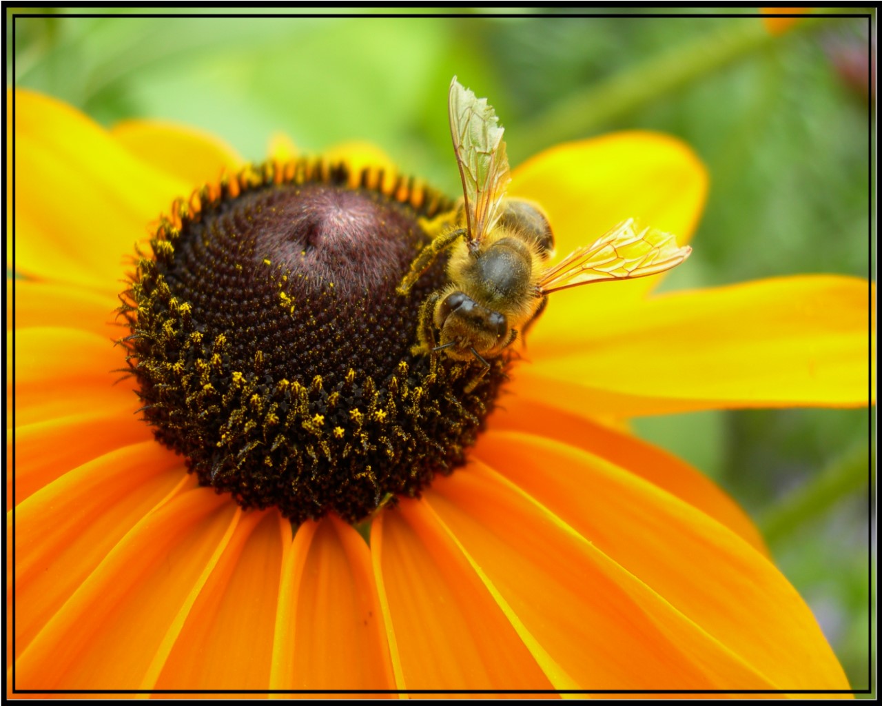 Fonds d'cran Nature Fleurs yellow