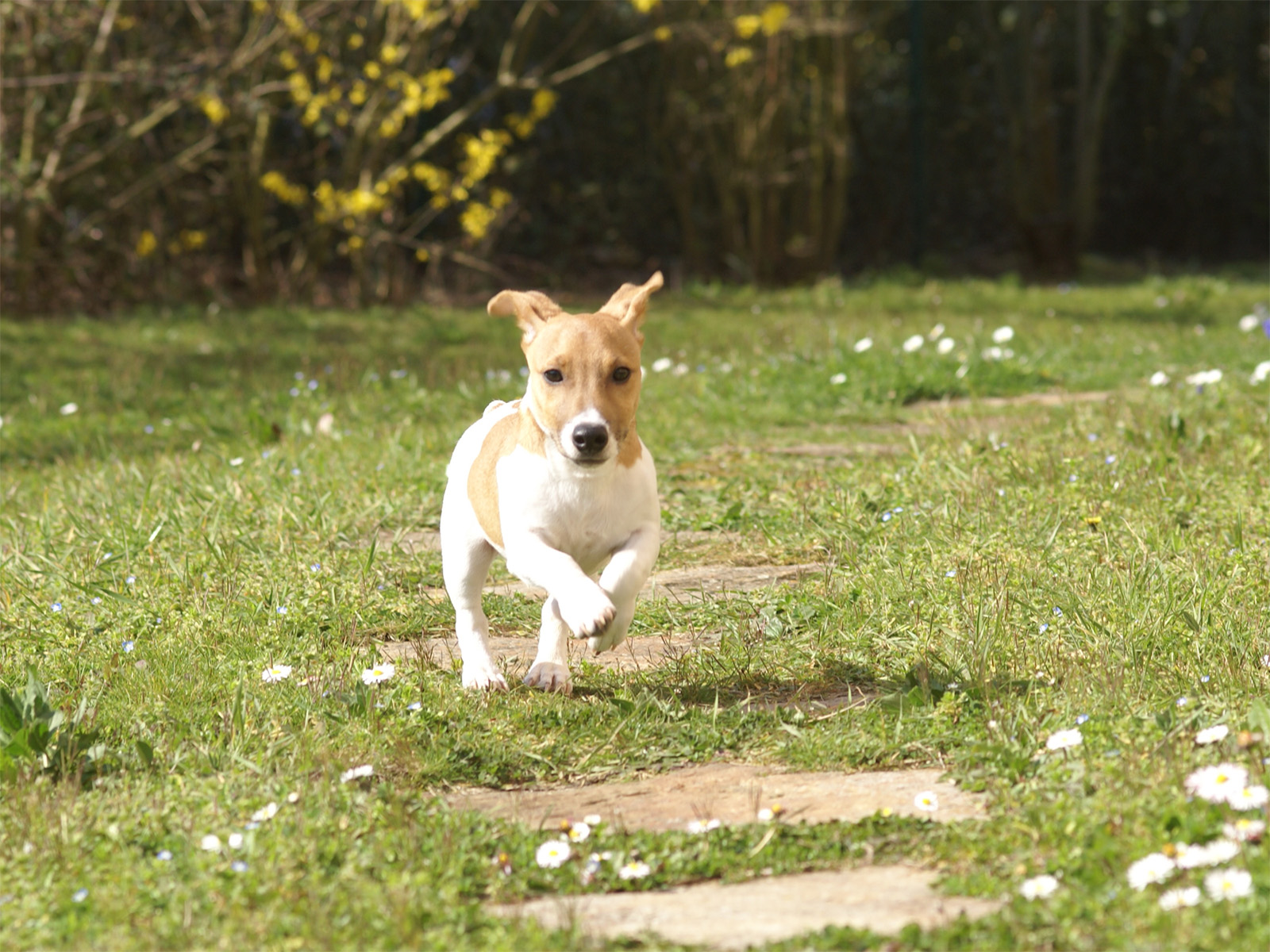 Wallpapers Animals Dogs Jack russel