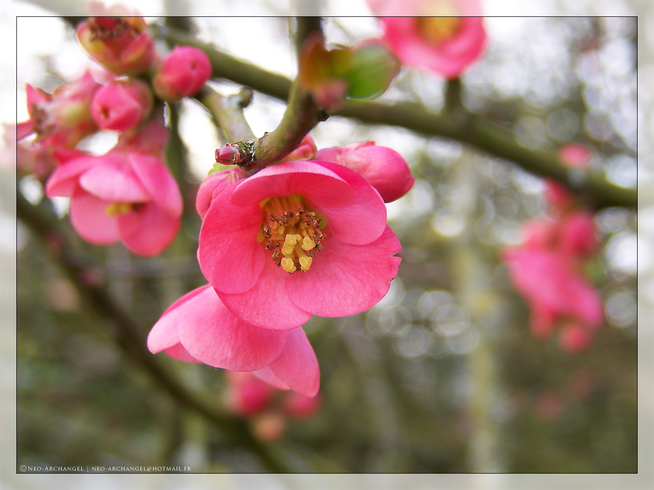 Fonds d'cran Nature Fleurs Enfin le printemps