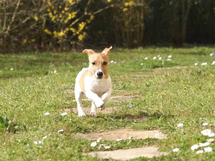 Fonds d'cran Animaux Chiens Jack russel