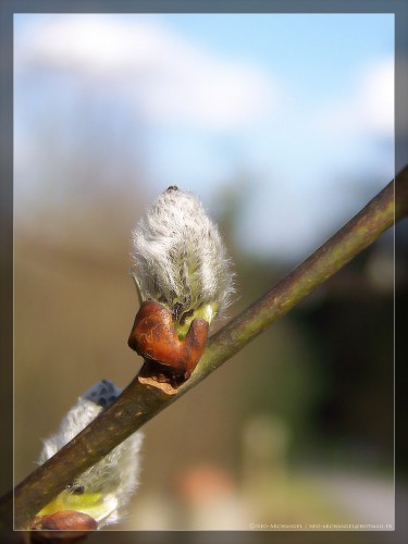 Fonds d'cran Nature Bourgeons Bourgeon