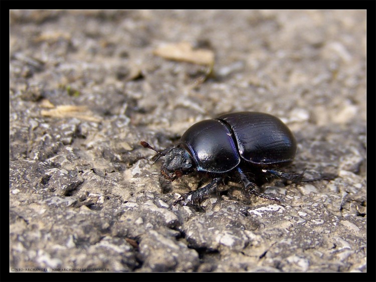 Wallpapers Animals Insects - Beetles Petit Scarabe