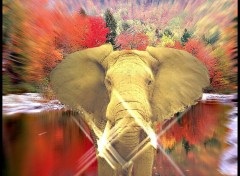 Wallpapers Animals Elphant