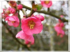 Fonds d'cran Nature Enfin le printemps