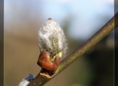 Fonds d'cran Nature Bourgeon