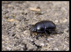 Fonds d'cran Animaux Petit Scarabe