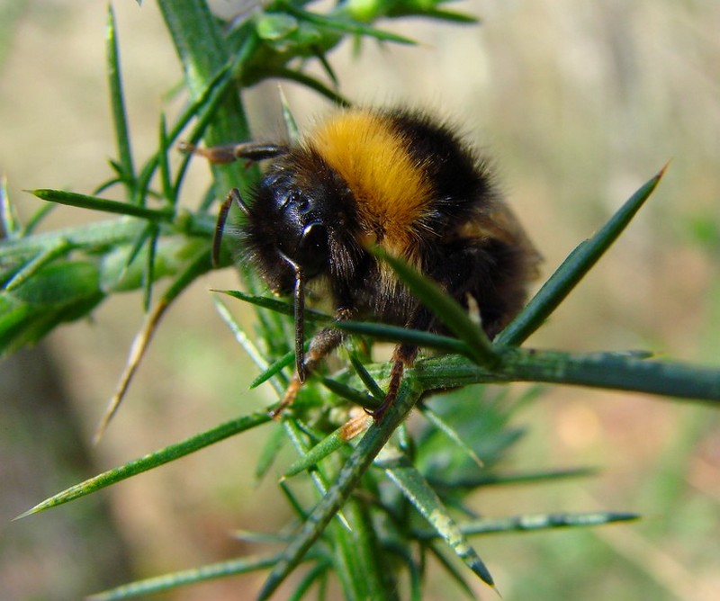 Fonds d'cran Animaux Insectes - Abeilles Gupes ... bourdon