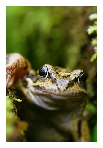 Fonds d'cran Animaux Grenouilles - Crapauds Grenouille rousse