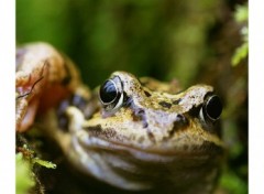 Fonds d'cran Animaux Grenouille rousse