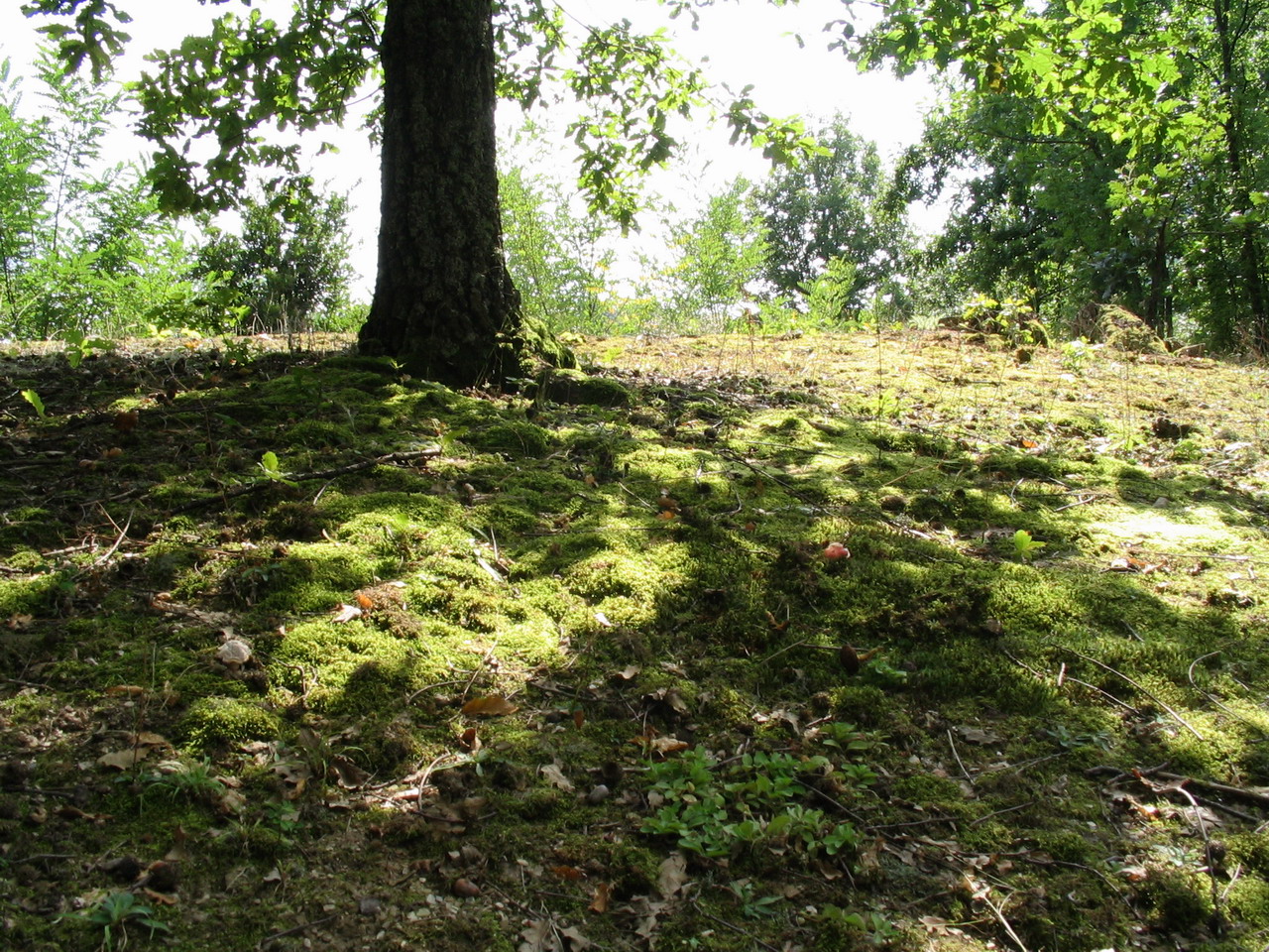 Fonds d'cran Nature Arbres - Forts 