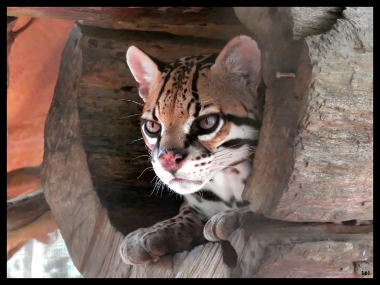 Fonds d'cran Animaux Flins - Ocelots, Margays et Oncilles Ocelot 2