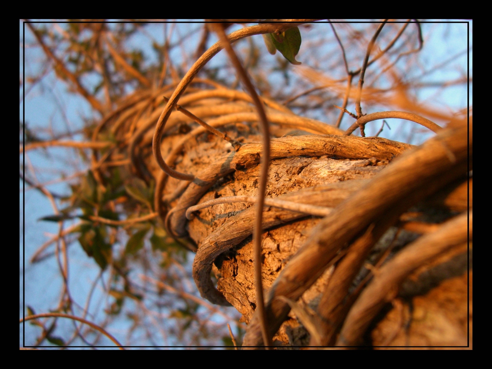 Wallpapers Nature Trees - Forests Robinier ligot