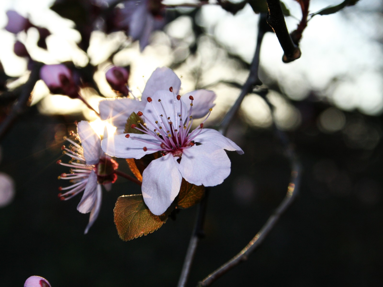 Wallpapers Nature Flowers Fleur