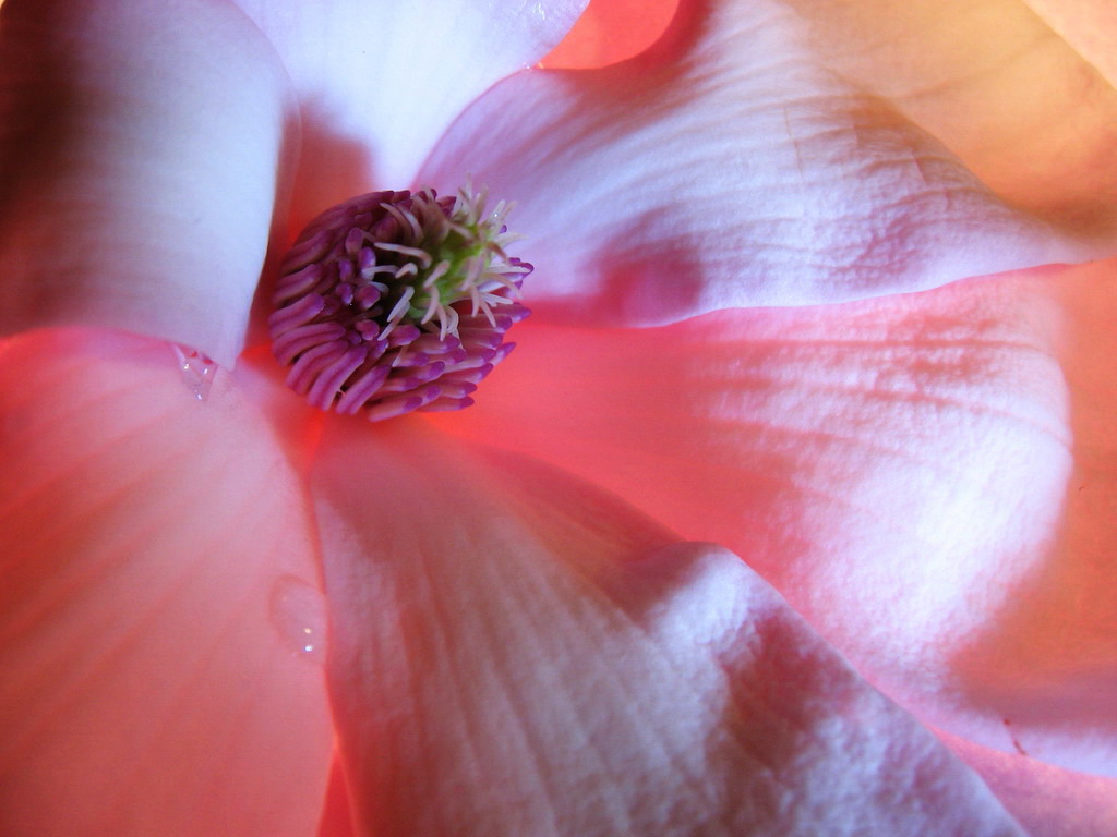 Fonds d'cran Nature Fleurs Le coeur de la fleur