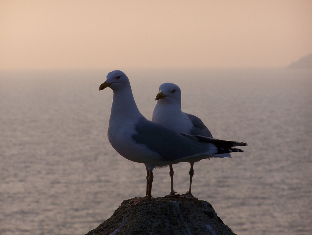 Fonds d'cran Animaux Oiseaux - Mouettes et Golands Matin Calin