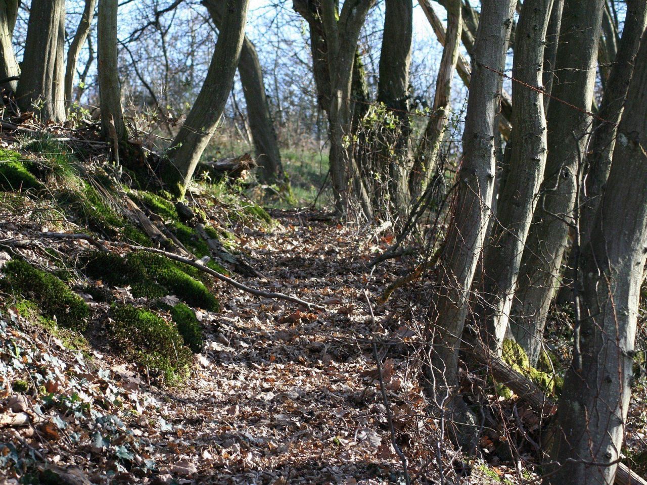 Wallpapers Nature Trees - Forests sentier