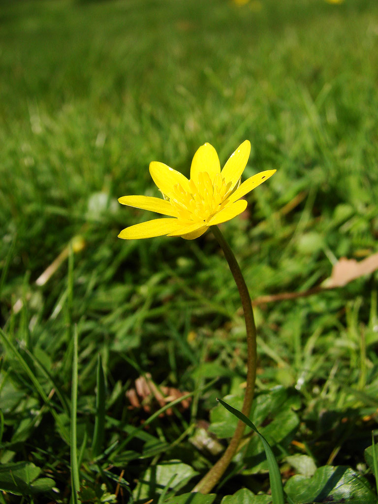 Wallpapers Nature Flowers tite fleur jaune