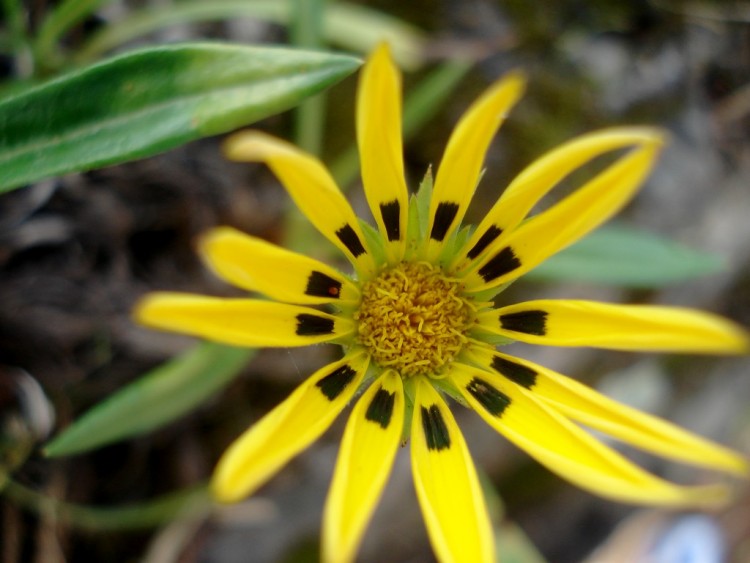 Fonds d'cran Nature Fleurs MARGUERITE PAYS