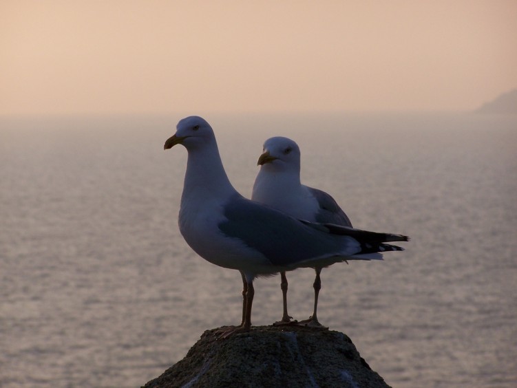 Fonds d'cran Animaux Oiseaux - Mouettes et Golands Matin Calin