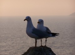 Fonds d'cran Animaux Matin Calin