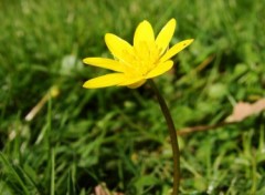 Fonds d'cran Nature tite fleur jaune