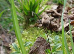 Fonds d'cran Nature Alone