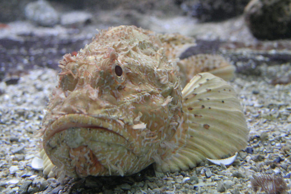 Fonds d'cran Animaux Vie marine - Poissons 