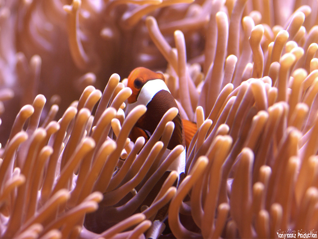 Fonds d'cran Animaux Vie marine - Poissons Amphiprion ocellaris